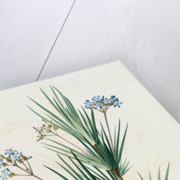 Witsenia corymbosa, Nivenia corymbosa Witsenia panicule by Pierre Joseph Redouté