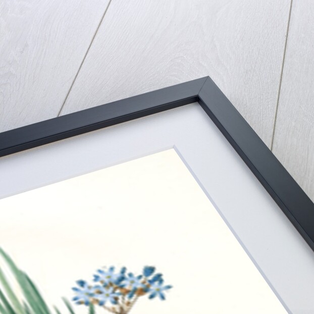 Witsenia corymbosa, Nivenia corymbosa Witsenia panicule by Pierre Joseph Redouté