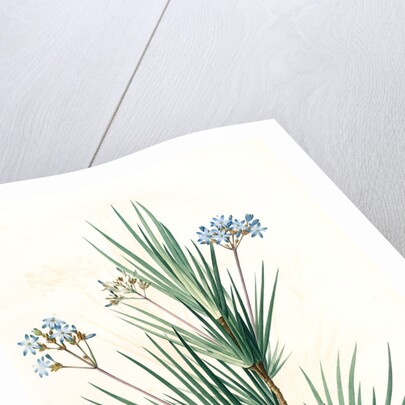 Witsenia corymbosa, Nivenia corymbosa Witsenia panicule by Pierre Joseph Redouté