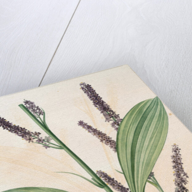 Veratrum nigrum, Vératre noir by Pierre Joseph Redouté