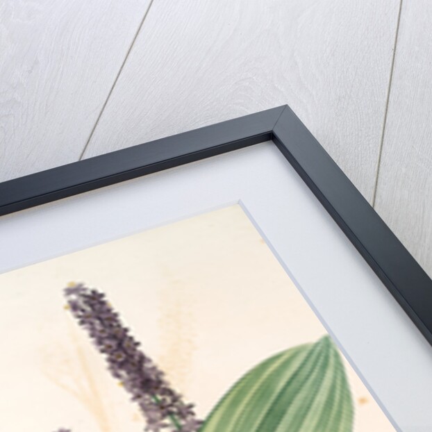 Veratrum nigrum, Vératre noir by Pierre Joseph Redouté