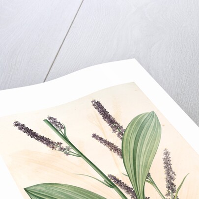 Veratrum nigrum, Vératre noir by Pierre Joseph Redouté