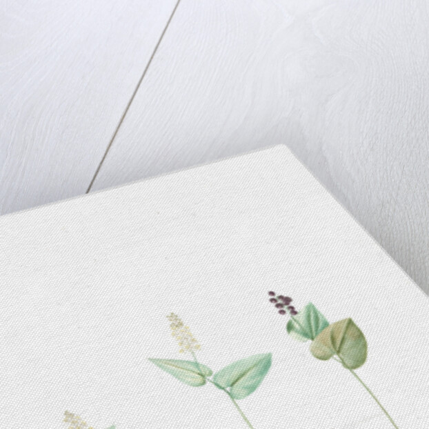 Mayanthemum, Maianthemum canadense; Mayanthème; Mayflower by Pierre Joseph Redouté