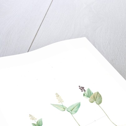 Mayanthemum, Maianthemum canadense; Mayanthème; Mayflower by Pierre Joseph Redouté