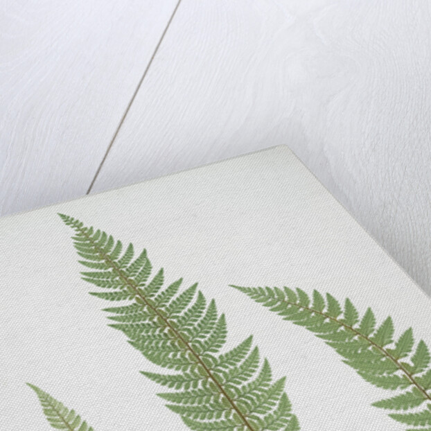 The common prickly shield fern by Henry Riley Bradbury