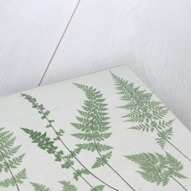 The brittle bladder fern, The Alpine, or Royal bladder fern, The mountain bladder fern by Henry Riley Bradbury