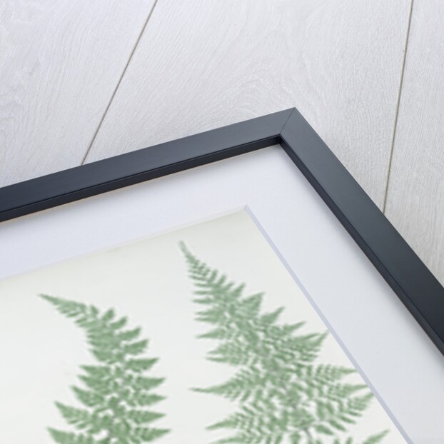 The brittle bladder fern, The Alpine, or Royal bladder fern, The mountain bladder fern by Henry Riley Bradbury