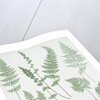 The brittle bladder fern, The Alpine, or Royal bladder fern, The mountain bladder fern by Henry Riley Bradbury