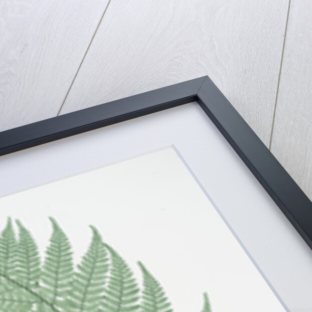 The broad prickly-toothed buckler fern by Henry Riley Bradbury