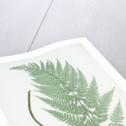 The broad prickly-toothed buckler fern by Henry Riley Bradbury