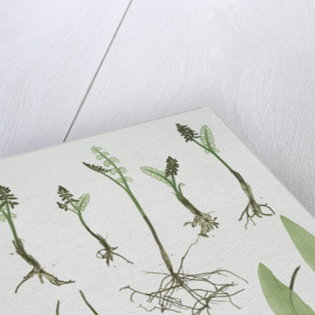 The common moonwort, The common adder's tongue, The dwarf adder's tongue by Henry Riley Bradbury