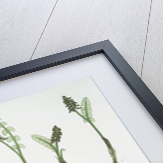 The common moonwort, The common adder's tongue, The dwarf adder's tongue by Henry Riley Bradbury