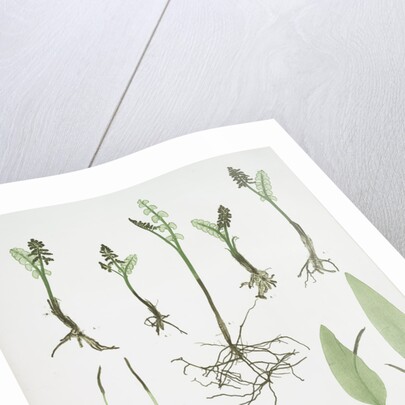 The common moonwort, The common adder's tongue, The dwarf adder's tongue by Henry Riley Bradbury