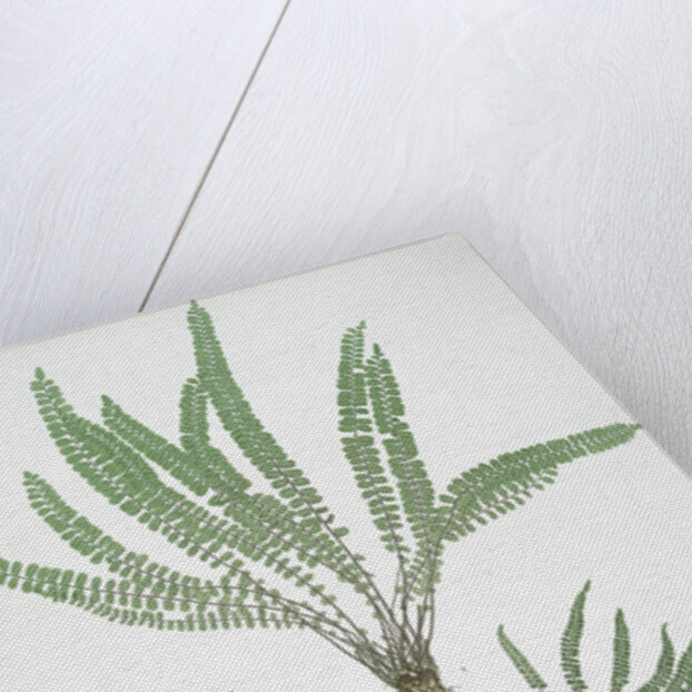 The common maidenhair spleenwort by Henry Riley Bradbury