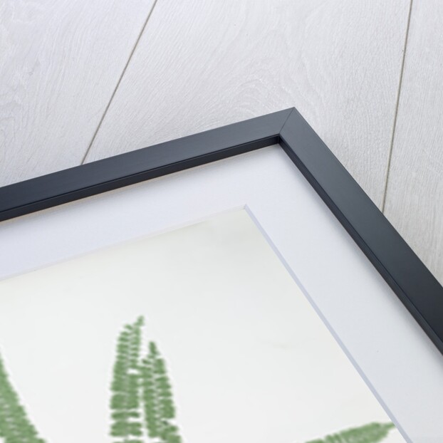 The common maidenhair spleenwort by Henry Riley Bradbury