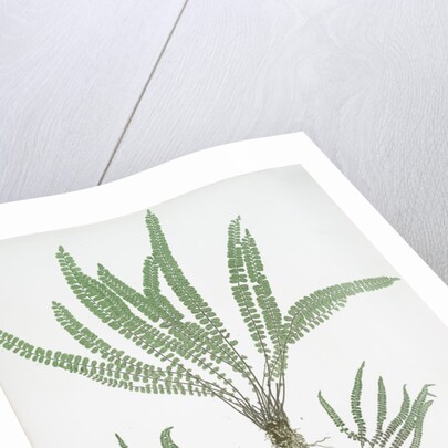 The common maidenhair spleenwort by Henry Riley Bradbury