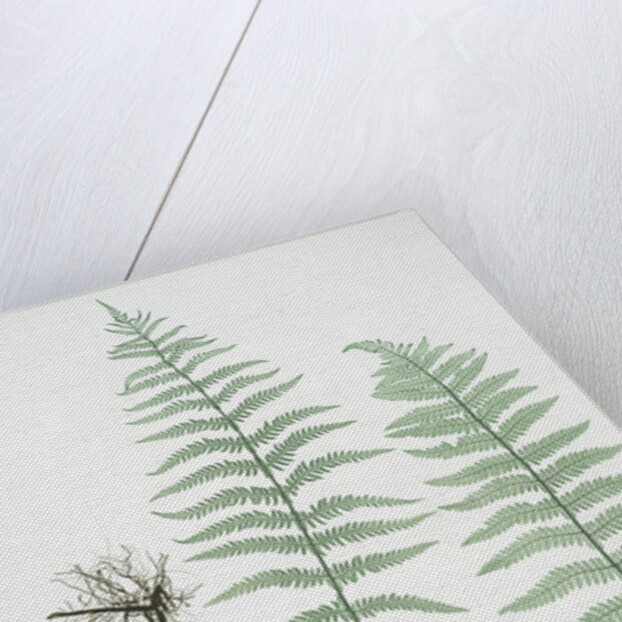 The marsh, or Female buckler fern by Henry Riley Bradbury