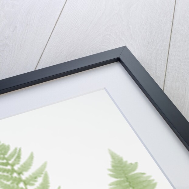 The crested buckler fern by Henry Riley Bradbury