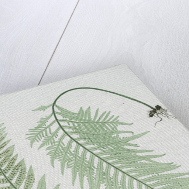 The common polypody by Henry Riley Bradbury