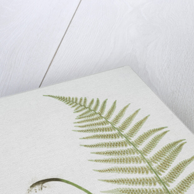 The male fern, or Common buckler fern by Henry Riley Bradbury