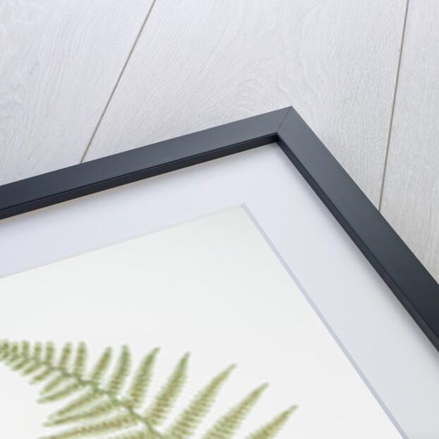 The male fern, or Common buckler fern by Henry Riley Bradbury