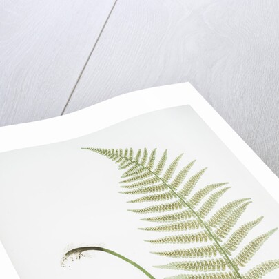 The male fern, or Common buckler fern by Henry Riley Bradbury