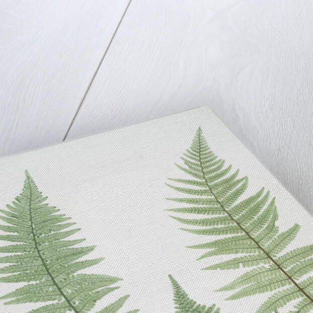 Filix-mas paleacea, The male fern, or Common buckler fern by Henry Riley Bradbury