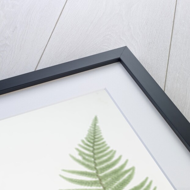 Filix-mas paleacea, The male fern, or Common buckler fern by Henry Riley Bradbury