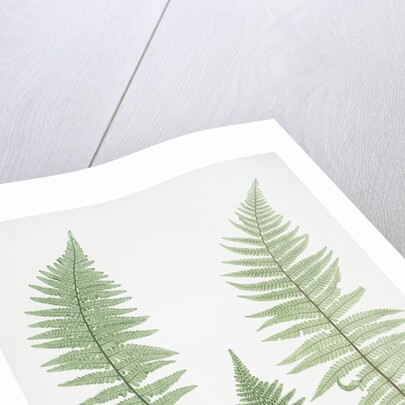 Filix-mas paleacea, The male fern, or Common buckler fern by Henry Riley Bradbury