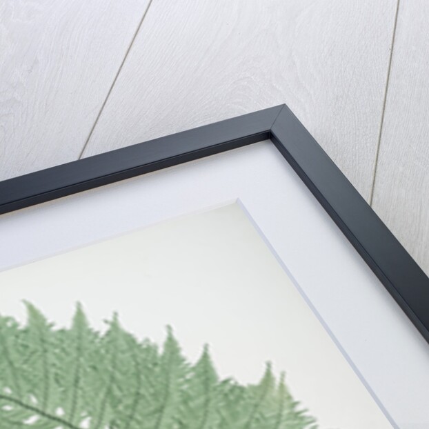 The common polypody by Henry Riley Bradbury