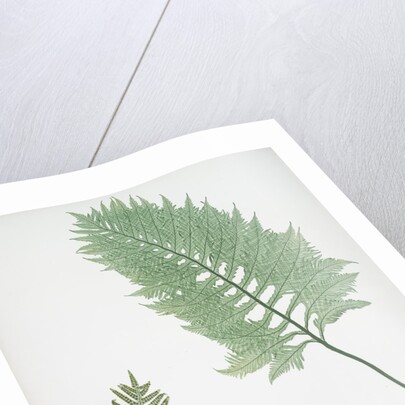 The common polypody by Henry Riley Bradbury