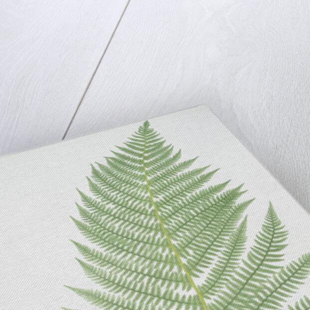 The lady fern by Henry Riley Bradbury