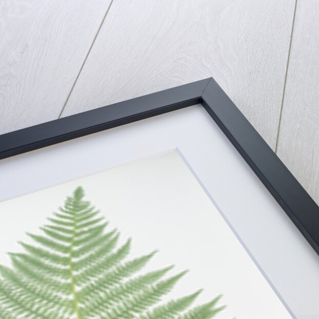 The lady fern by Henry Riley Bradbury