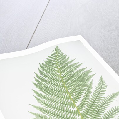 The lady fern by Henry Riley Bradbury