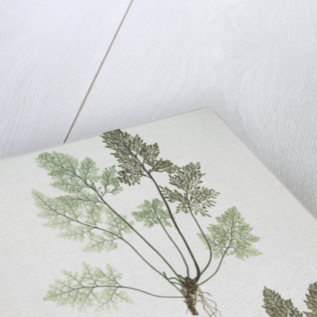 The mountain parsley fern, or Rock brakes by Henry Riley Bradbury