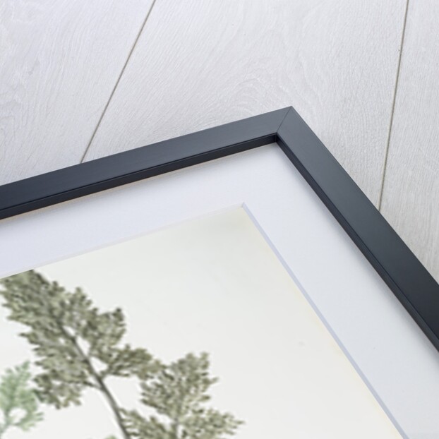 The mountain parsley fern, or Rock brakes by Henry Riley Bradbury