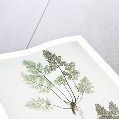 The mountain parsley fern, or Rock brakes by Henry Riley Bradbury