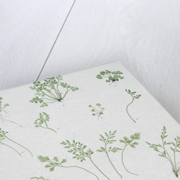 The forked spleenwort by Henry Riley Bradbury