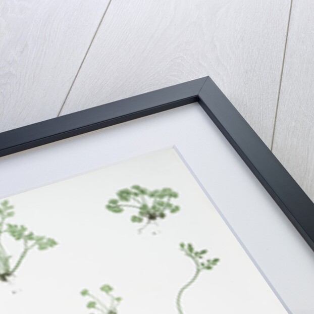 The forked spleenwort by Henry Riley Bradbury