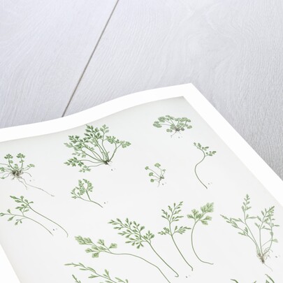 The forked spleenwort by Henry Riley Bradbury