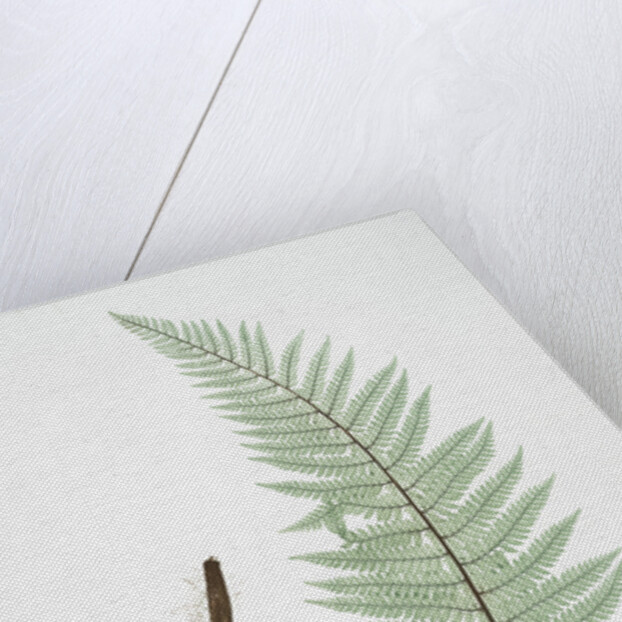 The soft prickly shield fern by Henry Riley Bradbury