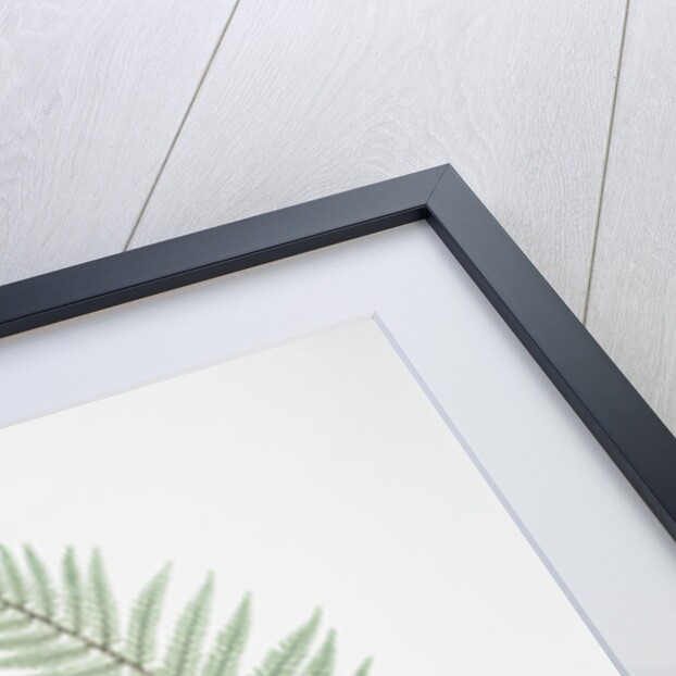 The soft prickly shield fern by Henry Riley Bradbury