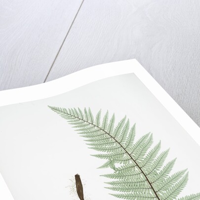 The soft prickly shield fern by Henry Riley Bradbury