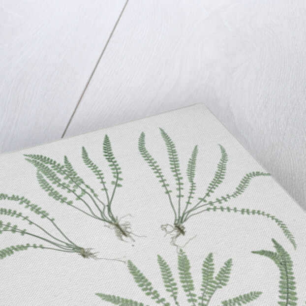 The green spleenwort by Henry Riley Bradbury