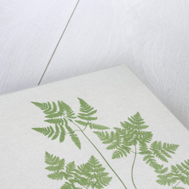 The smooth three-branched polypody, or Oak fern by Henry Riley Bradbury