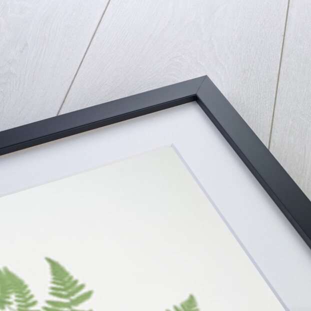 The smooth three-branched polypody, or Oak fern by Henry Riley Bradbury