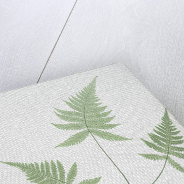 The mountain polypody, or Beech fern by Henry Riley Bradbury