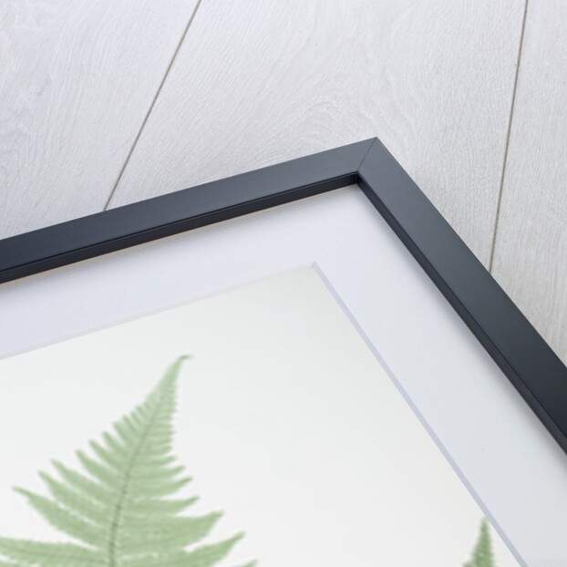 The mountain polypody, or Beech fern by Henry Riley Bradbury