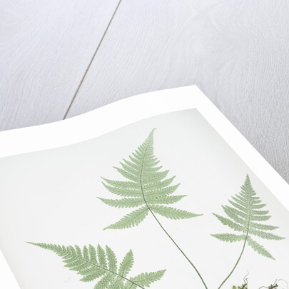 The mountain polypody, or Beech fern by Henry Riley Bradbury