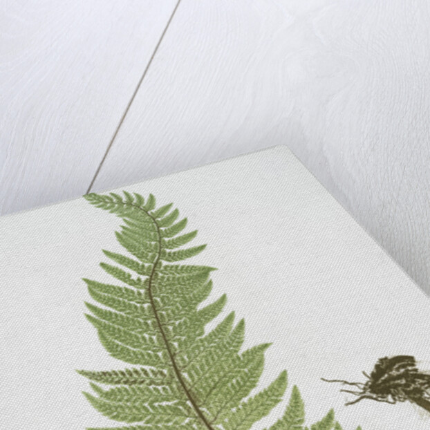 The common prickly shield fern by Henry Riley Bradbury